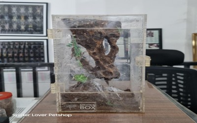 kandang Akrilik arboreal 12,5 x 12 x 25cm second